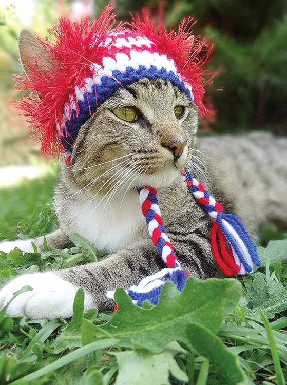 “Toţi motanii mor după mine!”