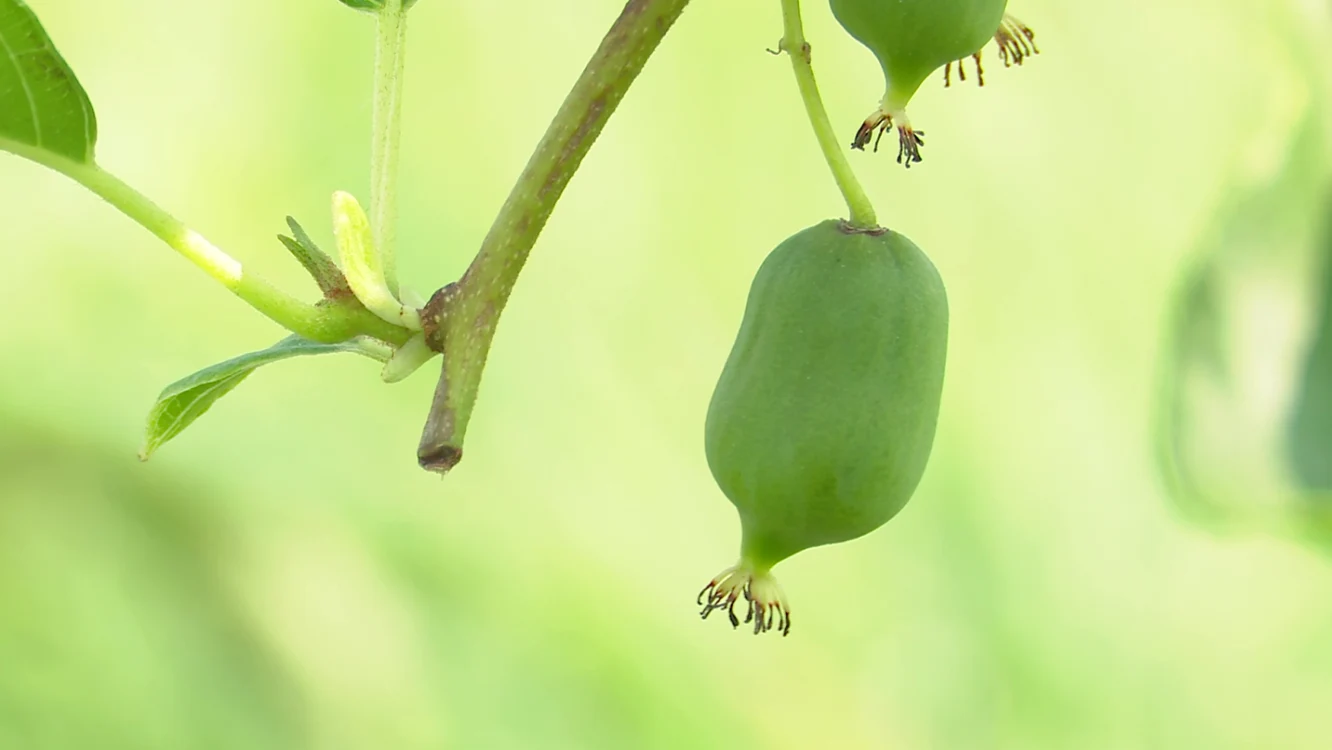 Vom avea în curând kiwi românesc în pieţe