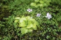 4 planta carn shutterstock 1812541309 jpg jpeg