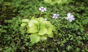 4 planta carn shutterstock 1812541309 jpg jpeg