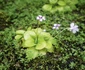 4 planta carn shutterstock 1812541309 jpg jpeg