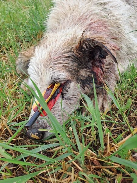 Cruzime fără margini: câine găsit cu o săgeată de arbaletă într-un ochi, fiind grav rănit FOTO 