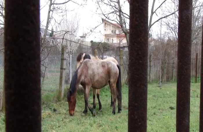 
    Caii pasc liniştiţi în oraş  