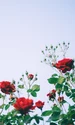 image png