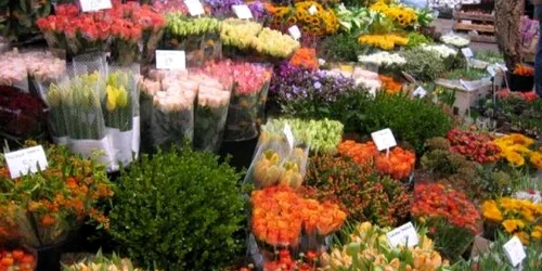 Autorităţile române suspectează că florile olandeze sunt infectate cu o bacterie periculoasă şi pentru om