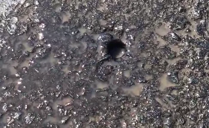 Găuri pline cu apă pe podul peste Dunăre FOTO: Captura video