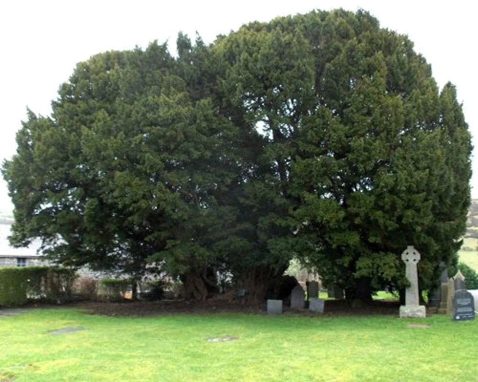 Llangernyw Yew