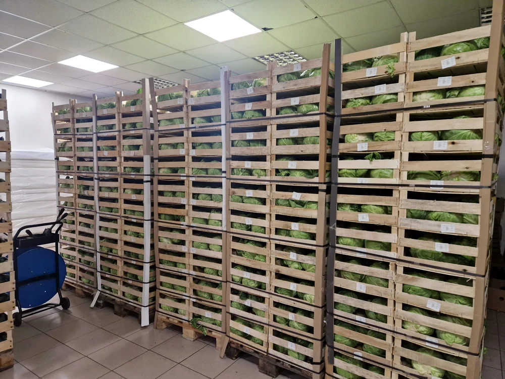 Varza pregătită pentru livrare, la depozitul cooperativei din Izbiceni FOTO: arhiva I. Fulga 