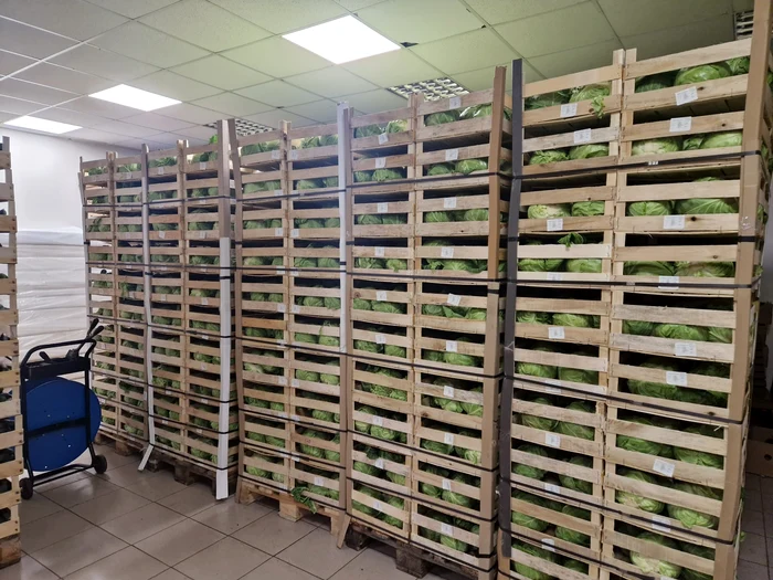 Varza pregătită pentru livrare, la depozitul cooperativei din Izbiceni FOTO: arhiva I. Fulga 