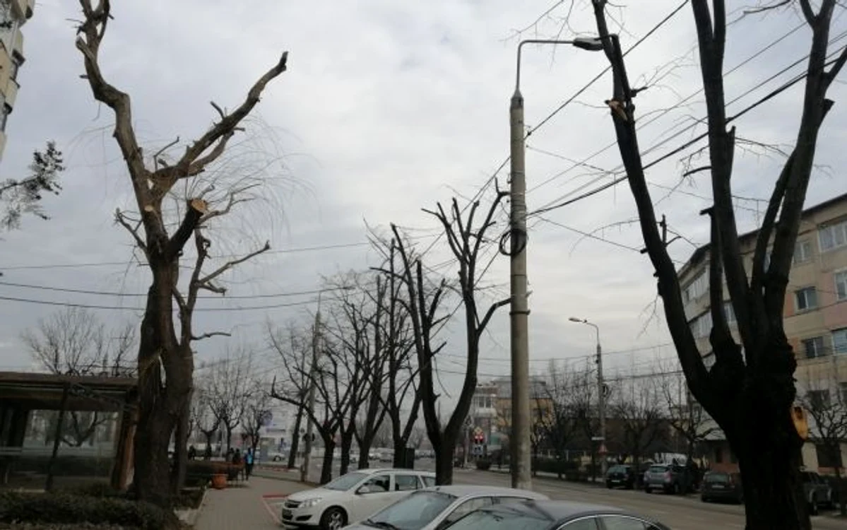 Drujbele au intrat adânc în coronamentul copacilor