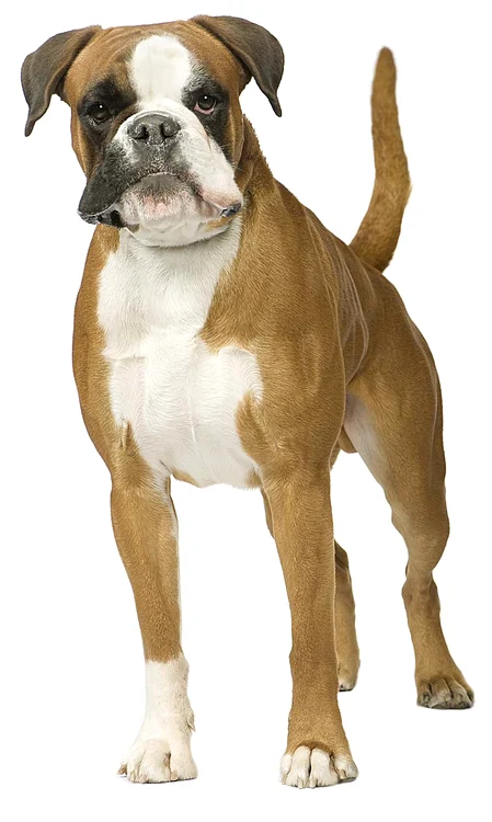 Boxer