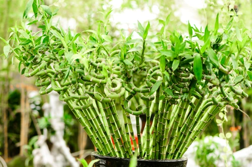 202932 2128x1409 luckybamboo jpg jpeg