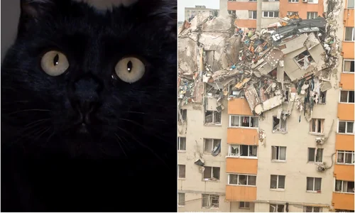 pisica rahova jpg