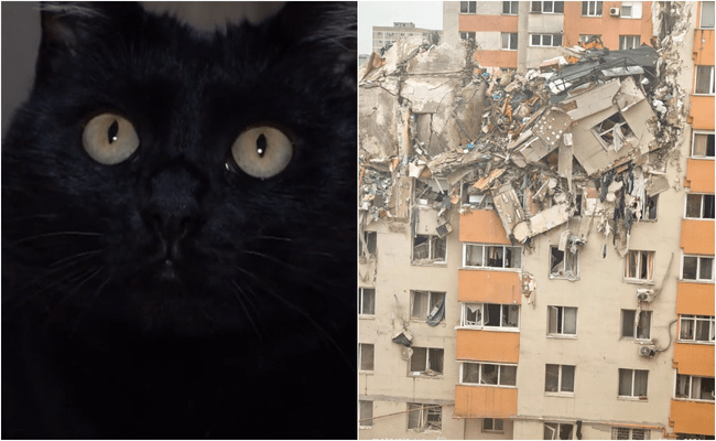 Miracol în Rahova! O pisică a supraviețuit patru luni printre ruinele blocului explodat. Cum a fost salvată Sheba