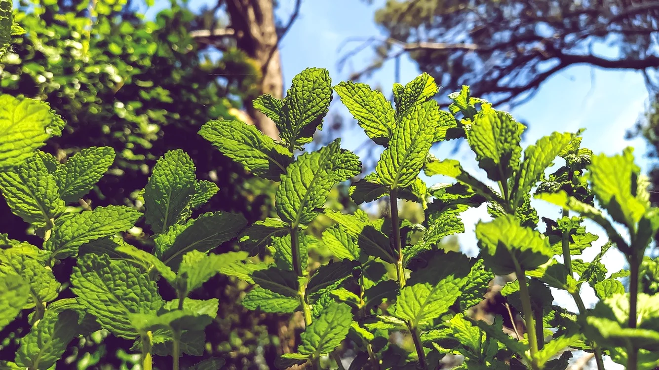 Menta îmbunătățește mirosul pielii / foto: Pixabay