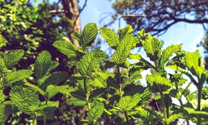 menta crispata 5200799 1280 jpg