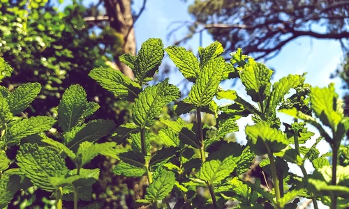 menta crispata 5200799 1280 jpg