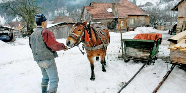 Gazdele din Bucovina au pregătit săniile pentru plimbare  