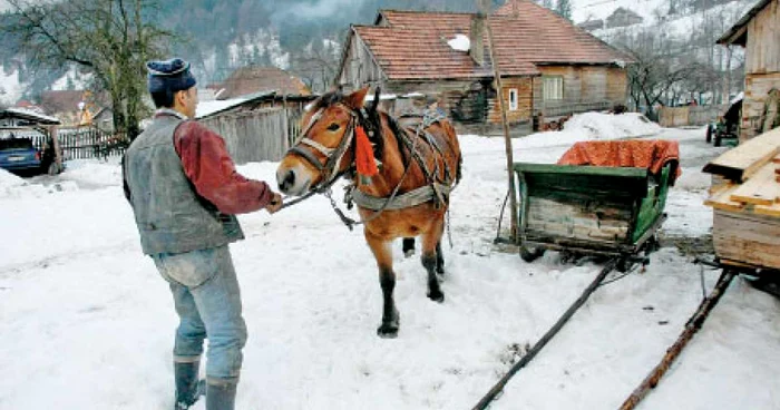 Gazdele din Bucovina au pregătit săniile pentru plimbare  