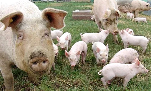ferma de porci jpeg