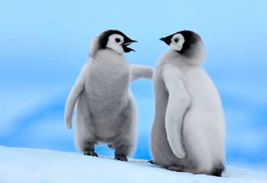 Pinguini imperiali