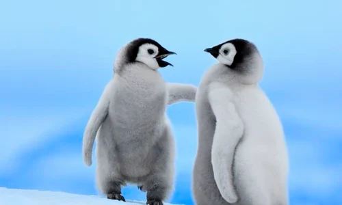 Pinguini imperiali jpeg