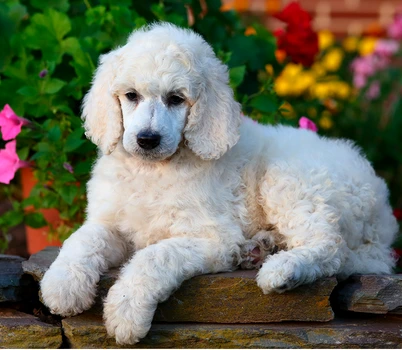 Datorită faptului că sunt foarte loiali, inteligenţi şi blânzi, câinii din rasa Poodle au fost incluşi pe loc doi în acest top  jpeg