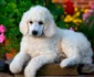 Datorită faptului că sunt foarte loiali, inteligenţi şi blânzi, câinii din rasa Poodle au fost incluşi pe loc doi în acest top  jpeg