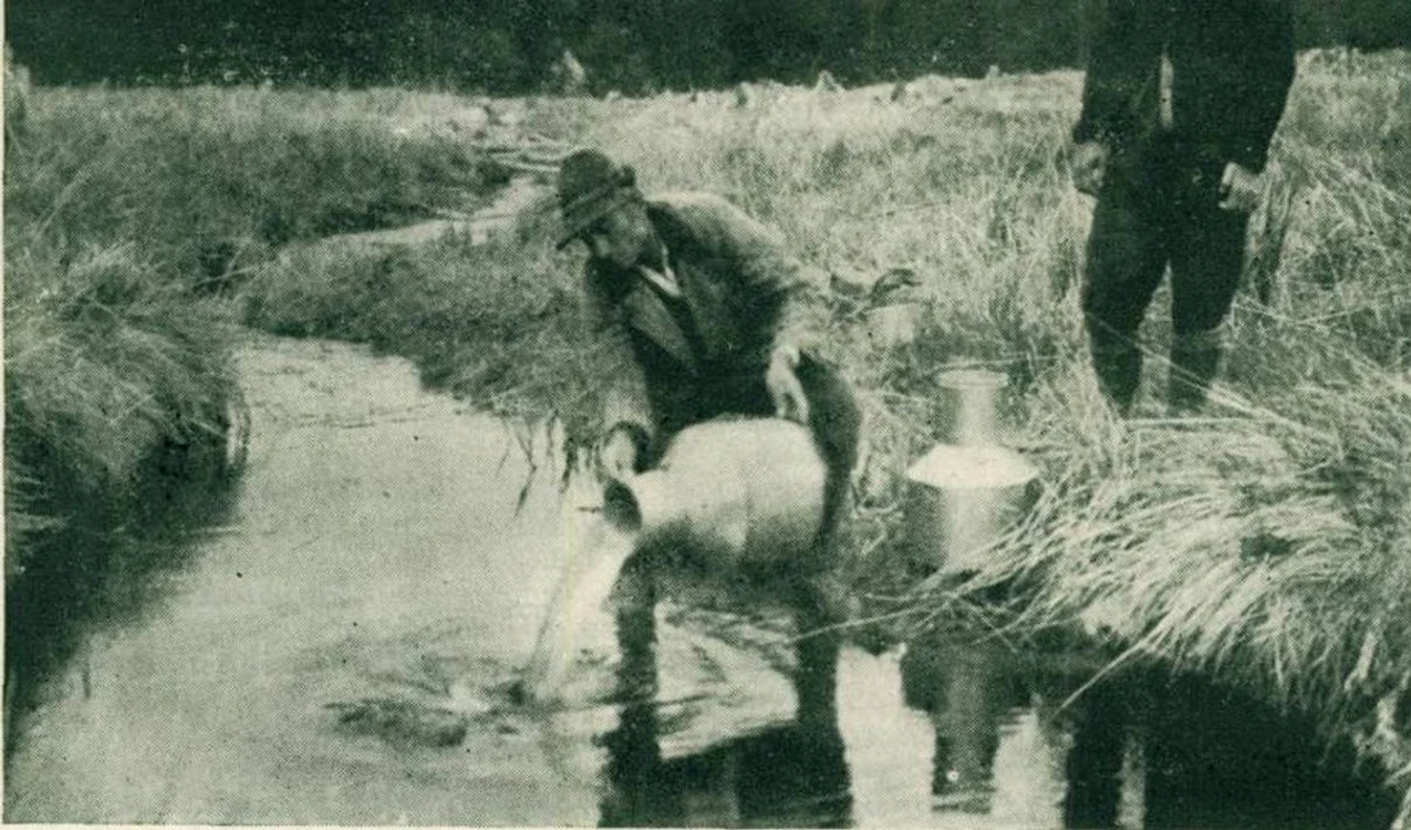 Populare a unui râu de munte cu păstrăv în anii interbelici.