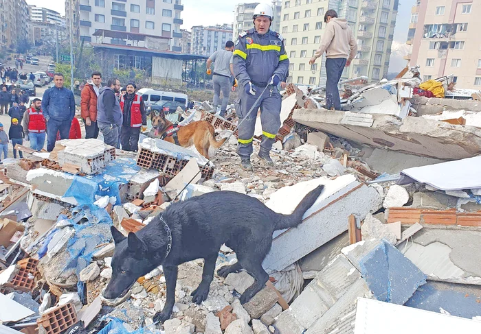 Fotografii: FB/Dsu, FB/Clubul cainilor Utilitari