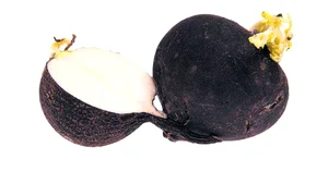 sanatate ridiche neagra shutterstock 43749553 8cadf6e70a jpeg