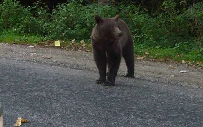 Urşii atacă animalele de la Vizantea