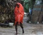 india phailin ciclon FOTO reuters