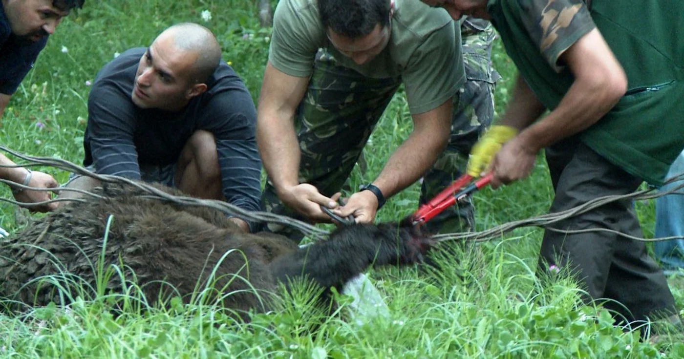 La nivelul judeţului Dâmboviţa s-a aprobat un număr de 7 urşi, 8 lupi şi 3 pisici sălbatice