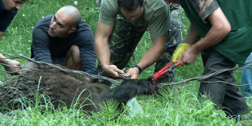 Urs prins în gard