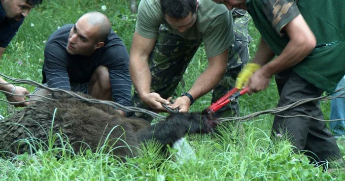 La nivelul judeţului Dâmboviţa s-a aprobat un număr de 7 urşi, 8 lupi şi 3 pisici sălbatice