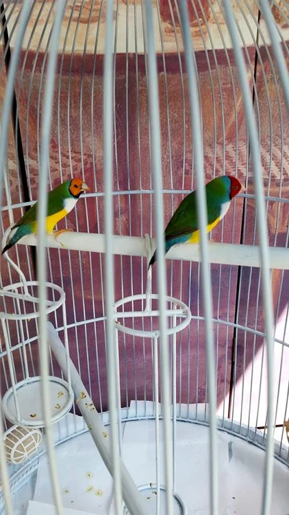 Cinteze viu colorate