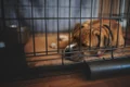 Caine in cusca FOTO Shutterstock 