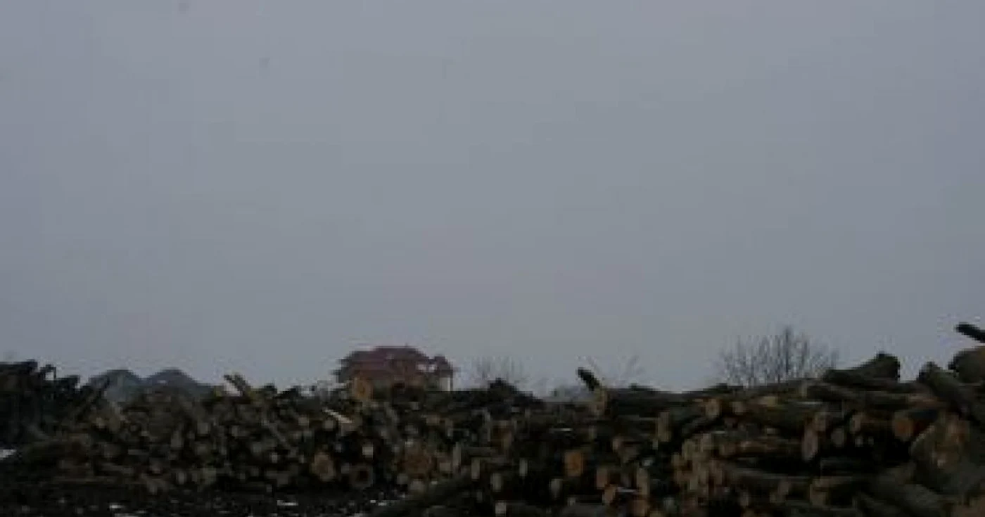 Botoşani: Comerţ ilegal de lemn de foc