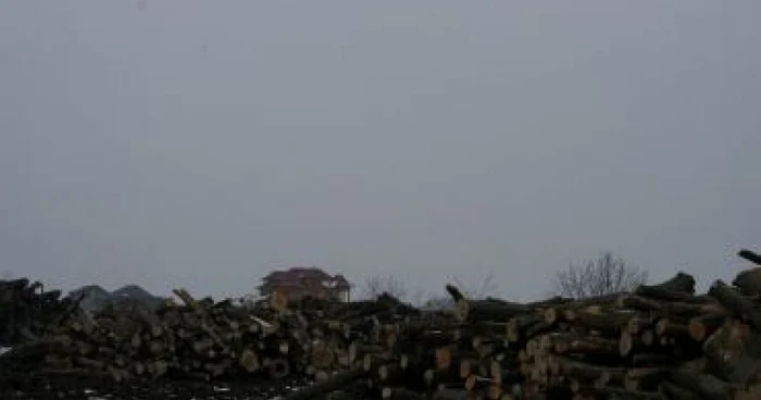 Botoşani: Comerţ ilegal de lemn de foc