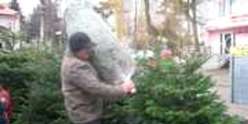 Pomii de Craciun pot fi cumparati de la Directia Silvica cu preturi intre 10 si 30 de lei