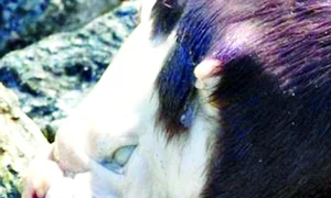 CLIIMA20100521 0146 1 jpeg