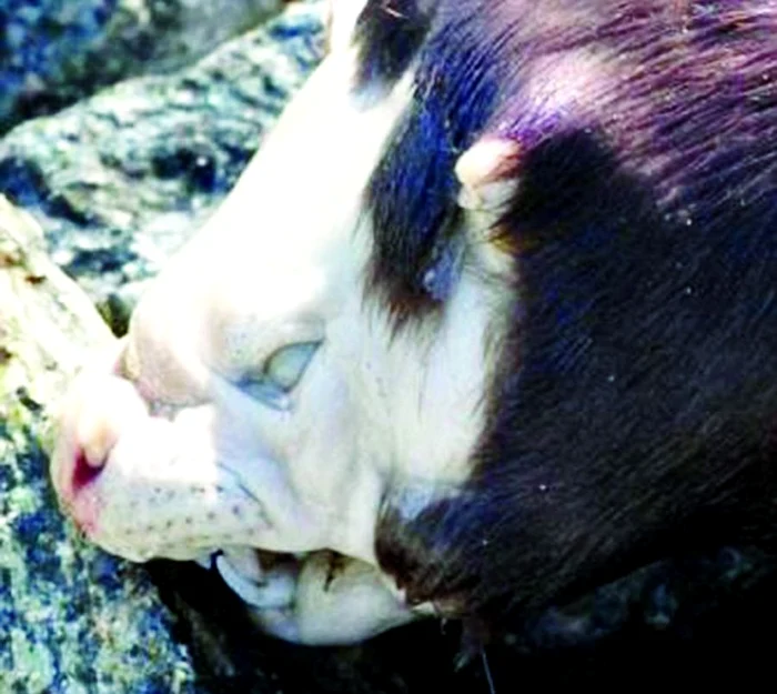 
    Monstrul avea chip de om şi colţi ca de vampir. Animalul  cântăreşte peste 30 de kilograme şi are o blană extrem de rigidă. După  ciudata descoperire fiinţa a dispărut  