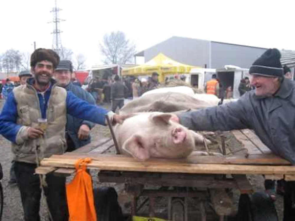 Aurel Nunu și-a luat porc din târg