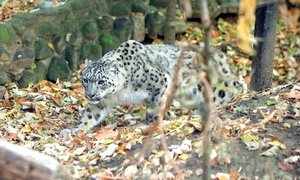 leopardul valdi1254 0 jpeg