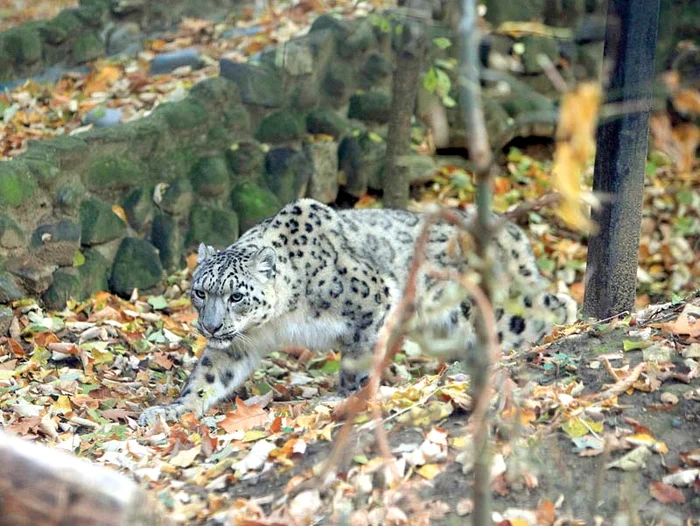 
    Grădina Zoologică de la Băneasa  are un nou chiriaş, supranumit  «felina care îţi fură sufletul»  