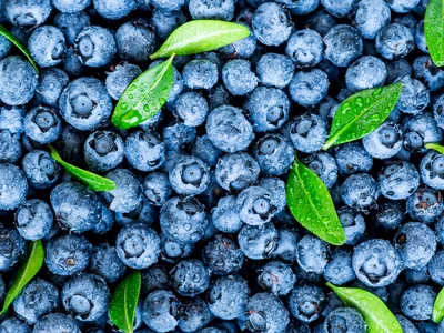 shutterstock 1961454868 jpg