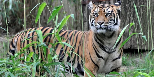 tigru de sumatra FOTO Shutterstock