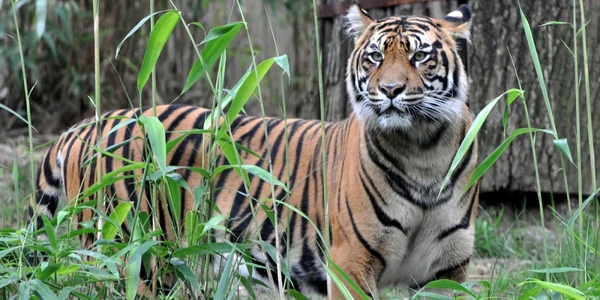 tigru de sumatra FOTO Shutterstock