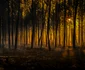 Incendiu în Franța, regiunea Cap Ferret FOTO Profimedia